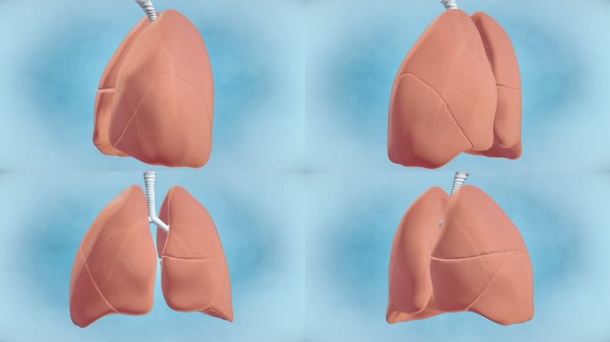 健康人肺的图形可视化——4K分辨率