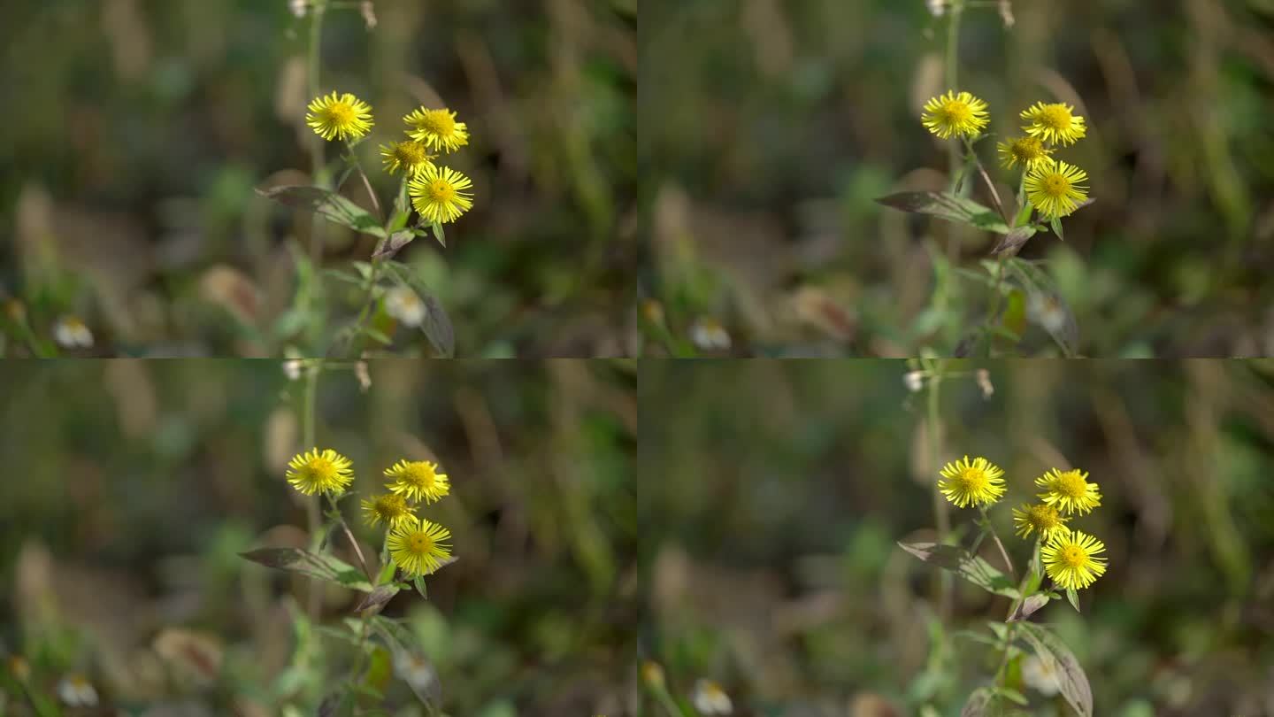 黄色小雏菊