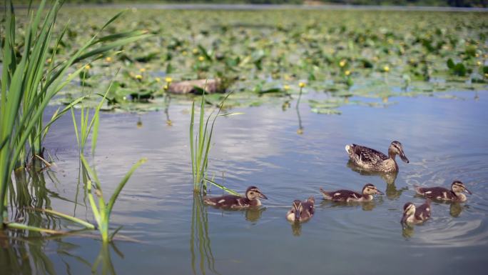 鸭子漂浮养殖家禽一群鸭子水鸭游泳