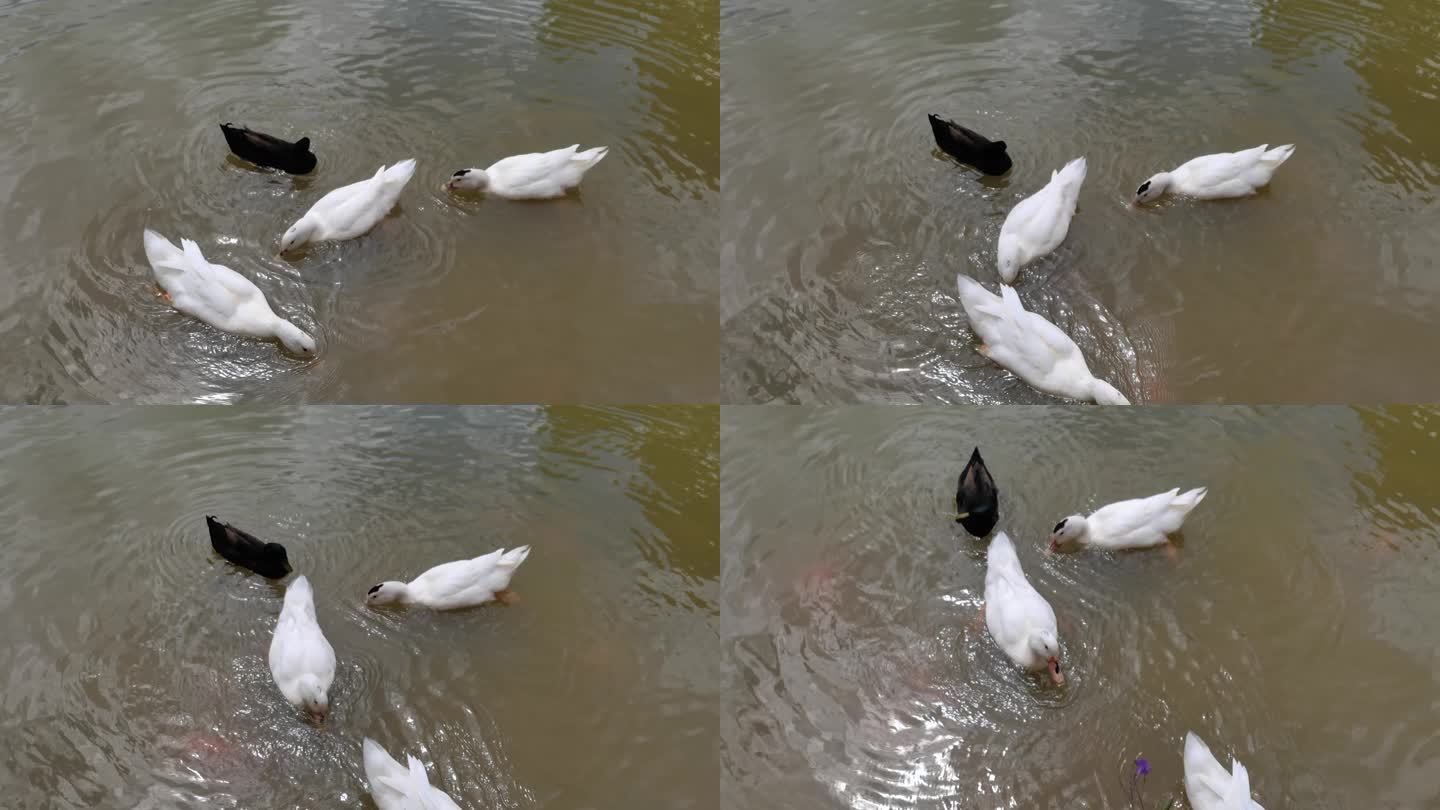 鸭子戏水