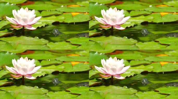 乌龟看着池塘里的百合花