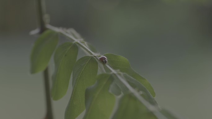 自然大自然绿色七星瓢虫昆虫log未调色