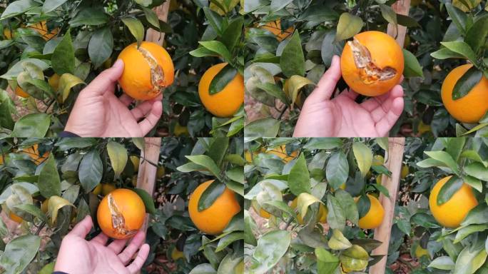 旱情影响  橙子开裂爆开