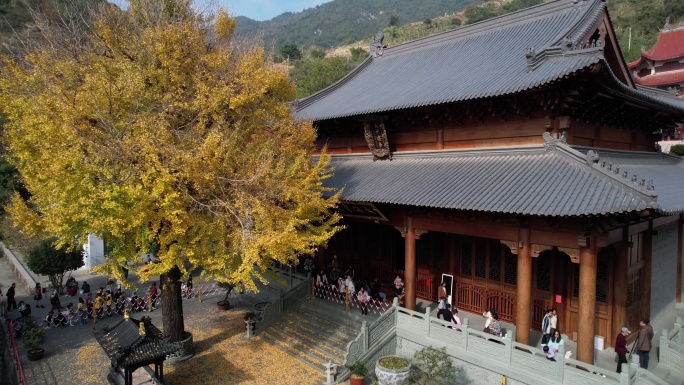 福建宁德霞浦建善寺银杏树航拍