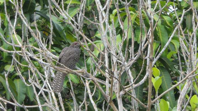 栖息在自然界树枝上的亚洲科尔鸟。