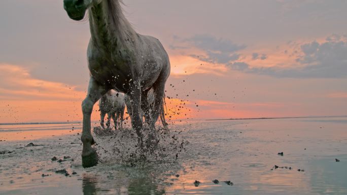 SLO MO日落时在海滩上奔跑的马