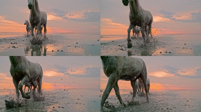 SLO MO日落时在海滩上奔跑的马