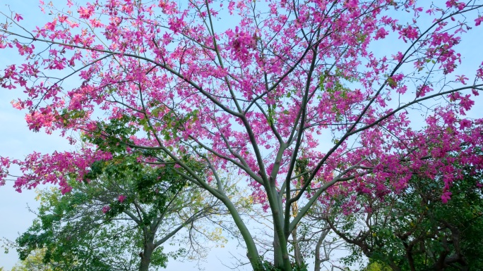 开满鲜花的树 美丽异木棉