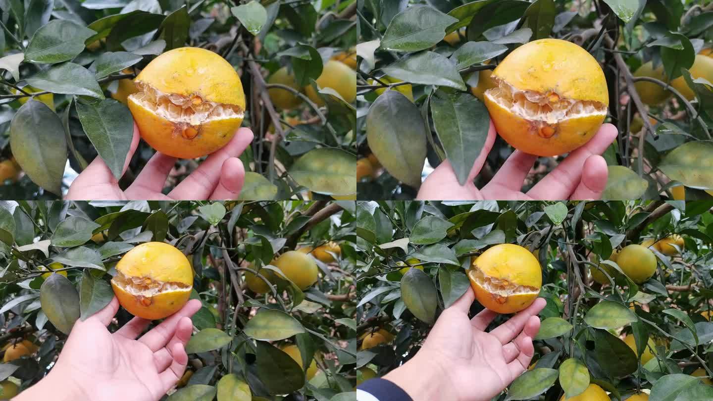旱情影响  橙子爆开