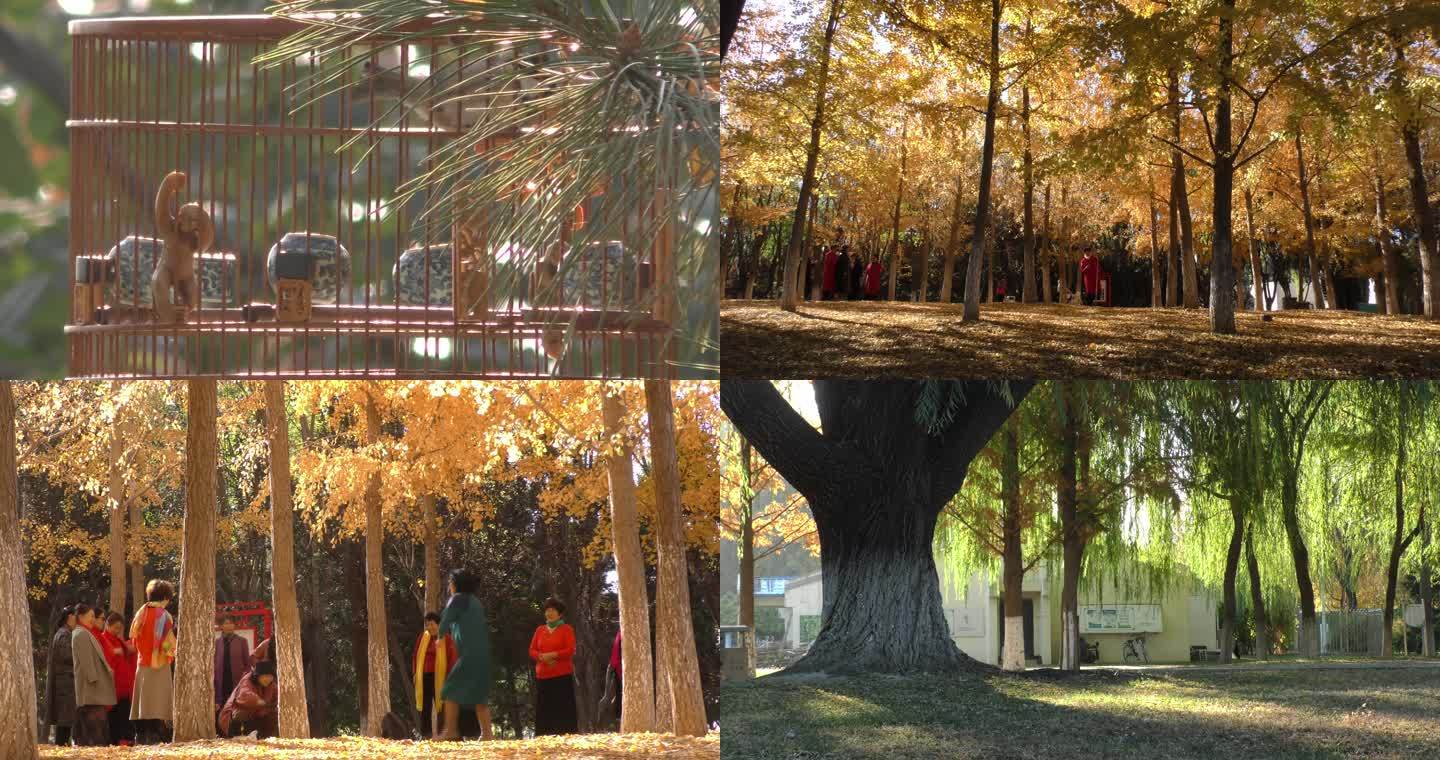走过秋天拍照树林森林金秋季节写意意境散步