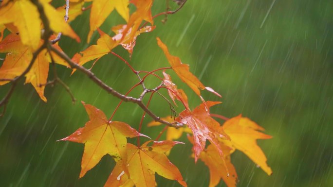 雨滴落到枫叶秋天枫叶小雨唯美秋景金黄枫叶
