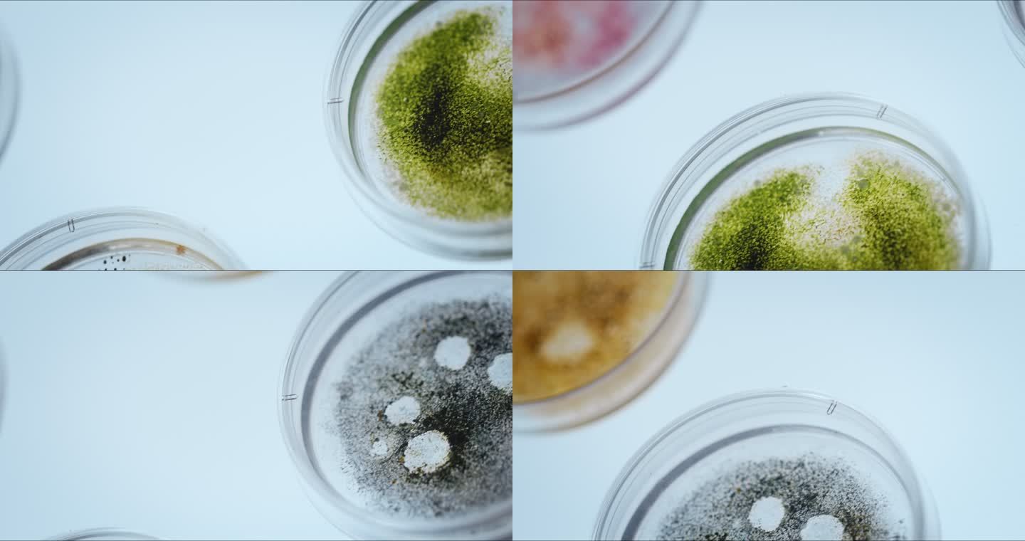 白色桌子上有彩色真菌霉菌的小培养皿。摄像机以特写的方式从一边对角线拍摄到另一边