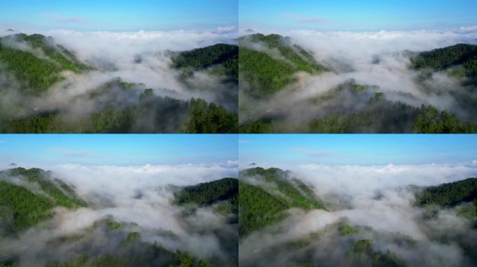 清晨的云雾弥漫山谷
