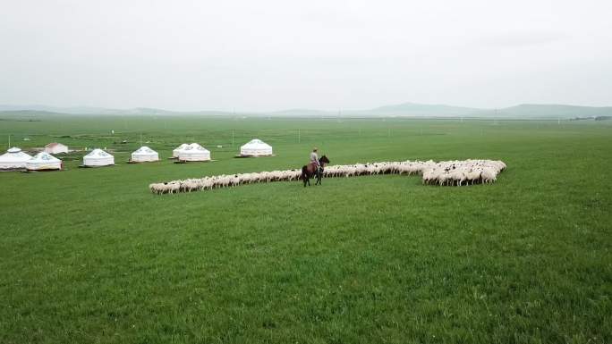 草原上放羊的牧民和他的羊群
