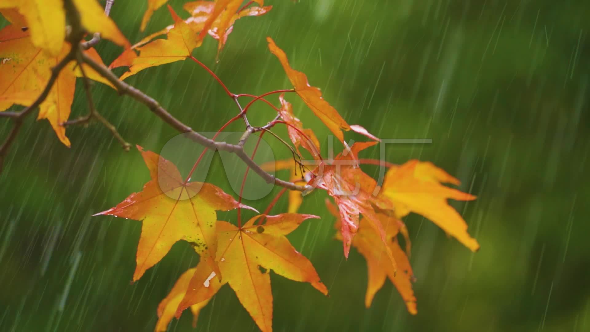 雨中路面落叶摄影图高清摄影大图-千库网