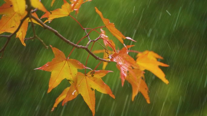 秋天小雨枫叶雨滴宁静治愈恬静枫叶黄了秋景