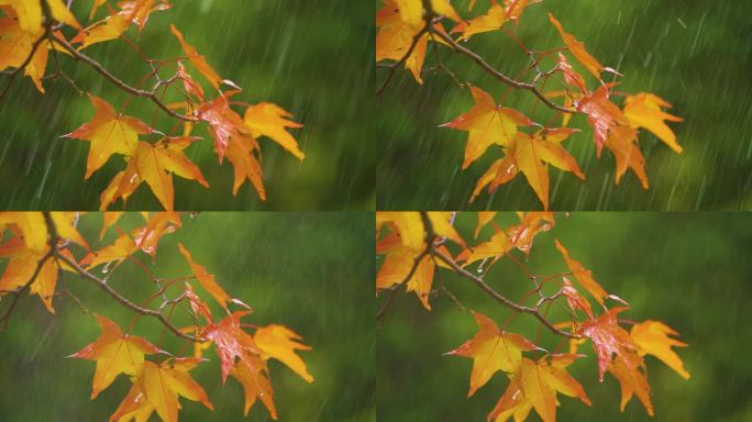 秋天小雨枫叶雨滴宁静治愈恬静枫叶黄了秋景