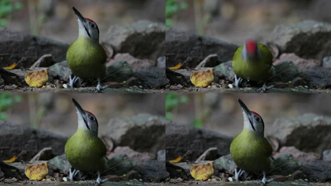啄木鸟：成年雄性黑枕啄木雀、灰头啄木小鸟或灰脸啄木鸟类（美洲云杉）