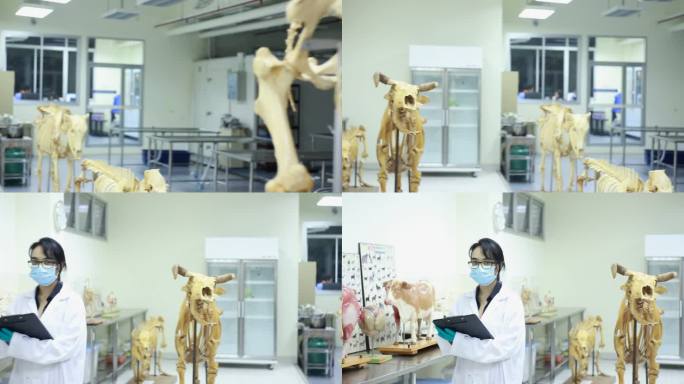 兽医女科研人员医学标本检验检测