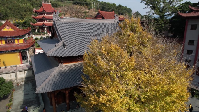 福建宁德霞浦建善寺银杏树航拍