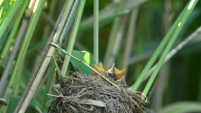 巢中的大苇莺（Acrocephalus arundinaceus）