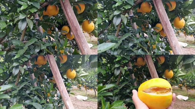 橙子干旱减产