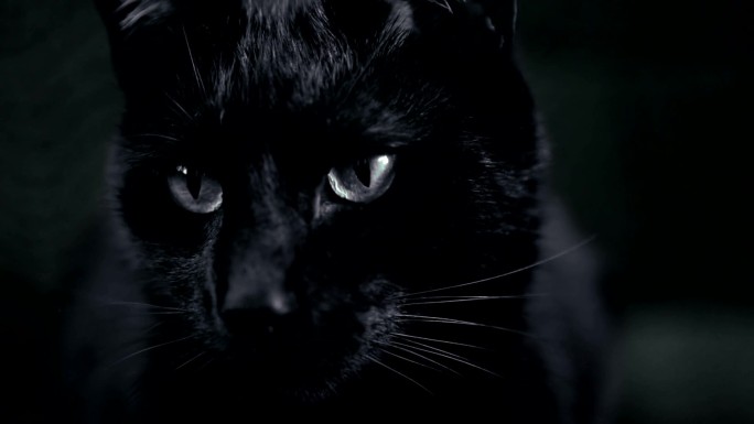 黑猫猫眼恐怖眼神动物眼睛