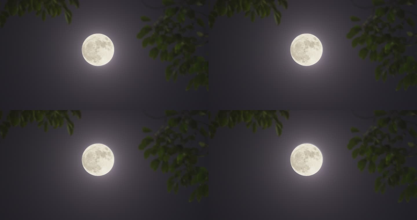 透过树叶的圆月，十五的月亮