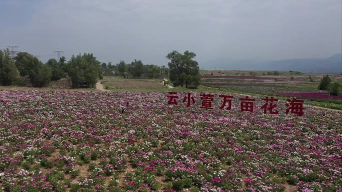 山西大同云州区西沙窝万亩花海航拍合集