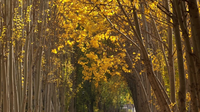 银川凤凰公园秋天落叶