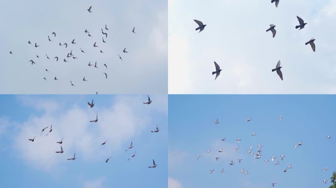 一群鸽子飞过头顶翱翔蓝天和平鸽飞翔飞鸟