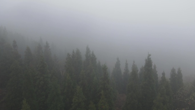 杉树林森林云雾雾气水雾天气阴雨山顶丛林