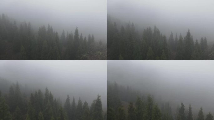 杉树林森林云雾雾气水雾天气阴雨山顶丛林