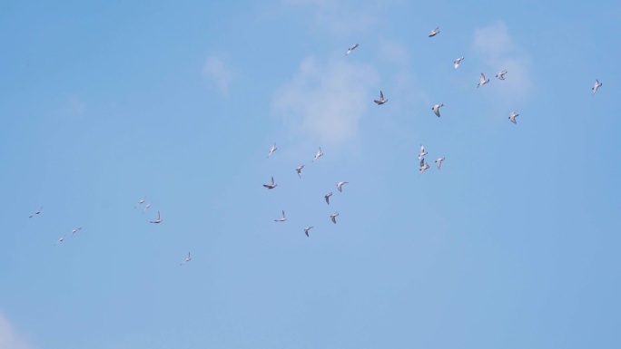 一群鸽子飞过头顶城市鸽群蓝天鸽子飞翔飞鸟