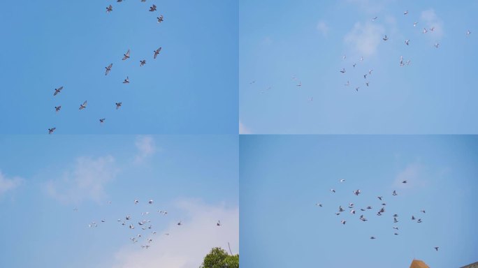 一群鸽子飞过头顶城市鸽群蓝天鸽子飞翔飞鸟