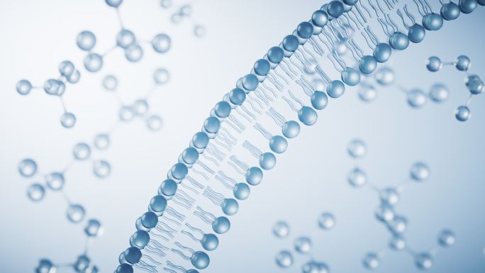 透明磷脂双分子细胞膜结构3D渲染