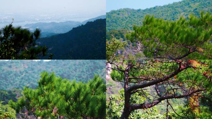 登上山顶的景色