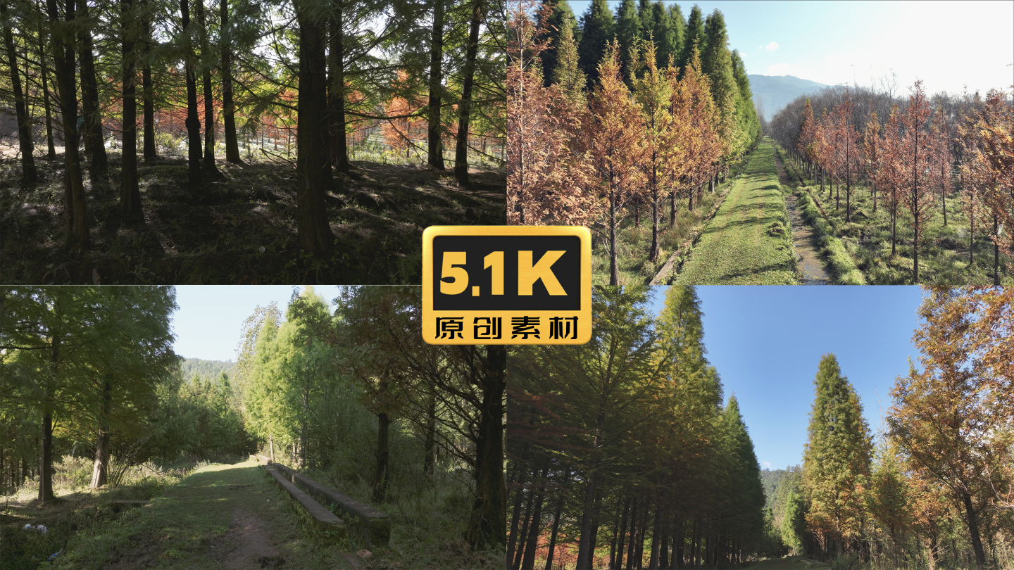 5K-水杉种植，水杉风光，水杉实拍素材