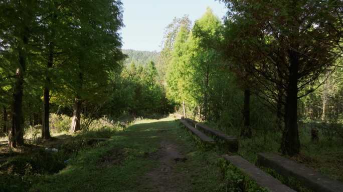 5K-水杉种植，水杉风光，水杉实拍素材