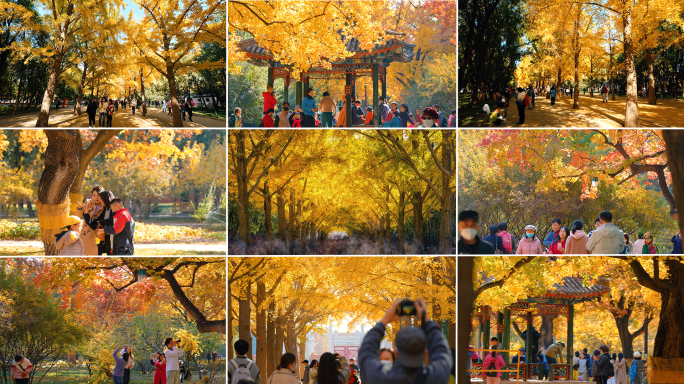 北京秋天银杏高质量实拍