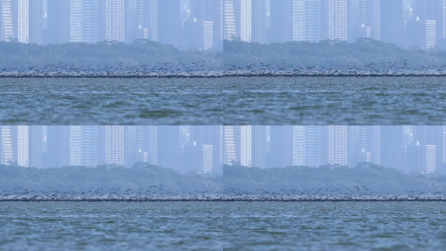 深圳湾的鸬鹚群