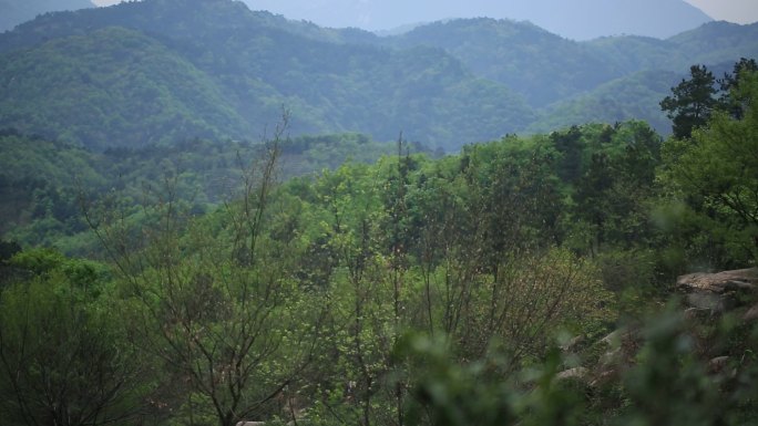 茶山 茶叶采茶 女工