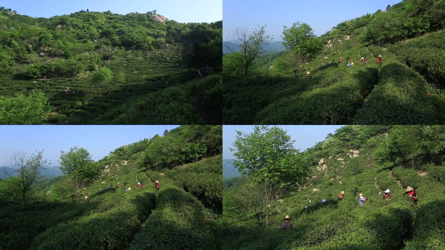 采茶 女工 茶山