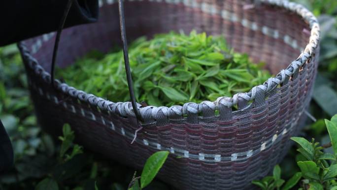 采茶 女工 茶山 茶叶