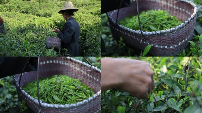 采茶 女工 茶山 茶叶