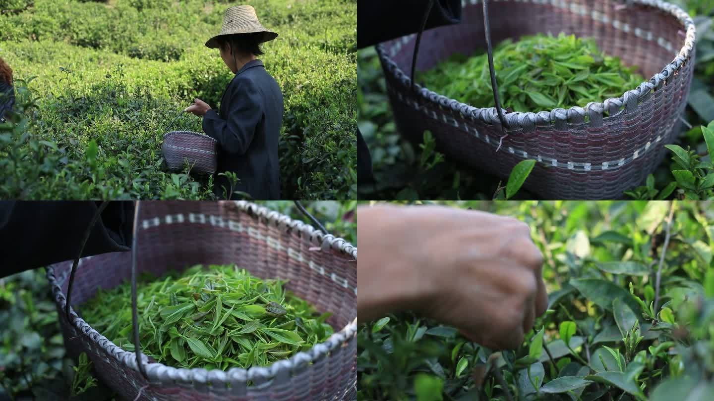 采茶 女工 茶山 茶叶