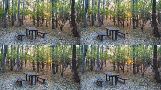 秋天树林木桌落叶立冬延时落日画面推进
