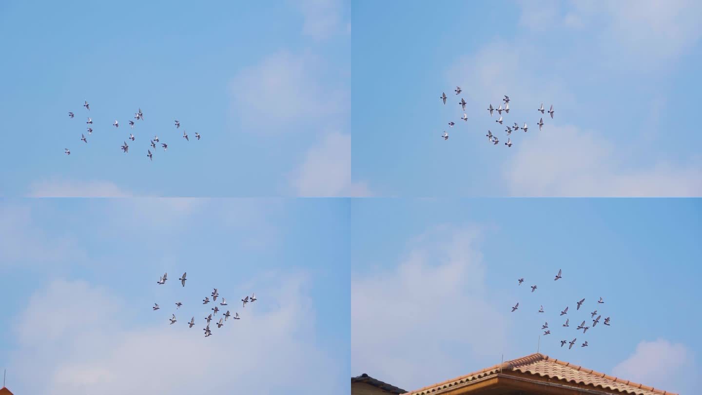 一群鸽子飞过屋顶和平鸽飞翔白鸽起飞