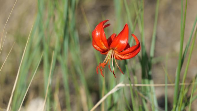 萨日朗花 山丹花