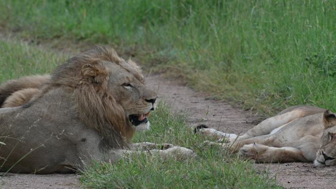 雄狮在雌狮旁边休息和睡觉的骄傲